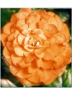 Бегония махровая Оранжевая (Begonia tuberosa)