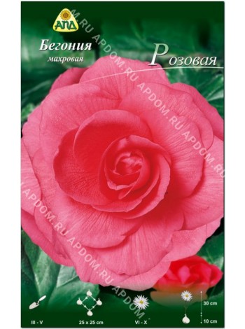 Бегония махровая Розовая (Begonia tuberosa)
