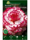 Бегония примадонна бело-розовая (Begonia Prima Donna)