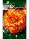 Бегония примадонна желто-розовая (Begonia Prima Donna)