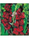 Гладиолус Блек Джек (Gladiolus Black Jack)