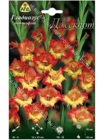 Гладиолус Джекпот (Gladiolus Jackpot)