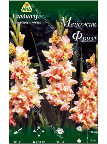 Гладиолус Мейджик Фризл (Gladiolus Magic Frizzles)