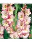 Гладиолус Присцилла (Gladiolus Priscilla)