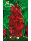 Гладиолус Эспрессо (Gladiolus Expresso)