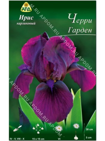 Ирис карликовый Черри Гарден (Iris pumila Cherry Garden)