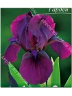 Ирис карликовый Черри Гарден (Iris pumila Cherry Garden)