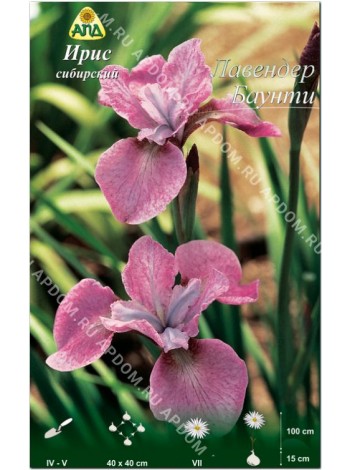 Ирис сибирский Лавендер Баунти (Iris sibirica Lavender Bounty)