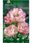 Тюльпан Белиция (Tulipa Belicia)