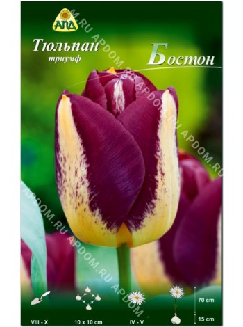 Тюльпан Бостон (Tulipa Boston)
