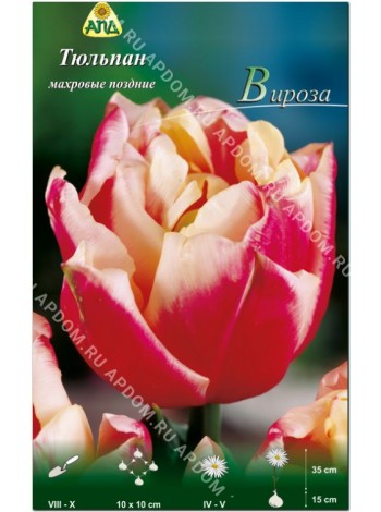 Тюльпан Вироза (Tulipa Wirosa)