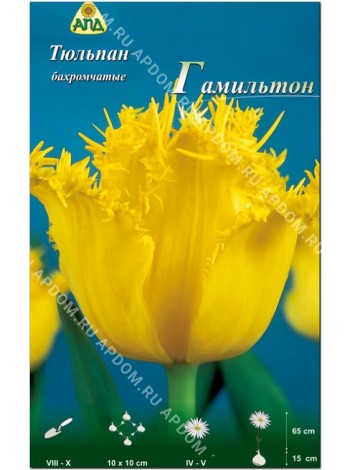 Тюльпан Гамильтон (Tulipa Hamilton)