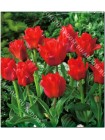Тюльпан Дабл Ред Райдинг Худ (Tulipa Double Red Riding Hood)
