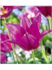 Тюльпан Пепл Дрим (Tulipa Purple Dream)