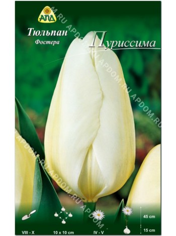 Тюльпан Пуриссима (Tulipa Purissima)