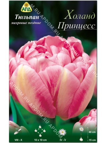 Тюльпан Холанд Принцесс (Tulipa Holland Princess)