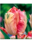 Тюльпан Эприкот Перрот (Tulipa Apricot Parrot)