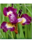 Ирис сибирский Контраст ин Стайлз (Iris sibirica Contrast in Styles)
