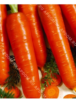Морковь Дарина