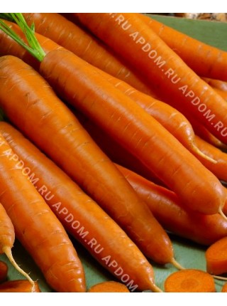 Морковь Каротела