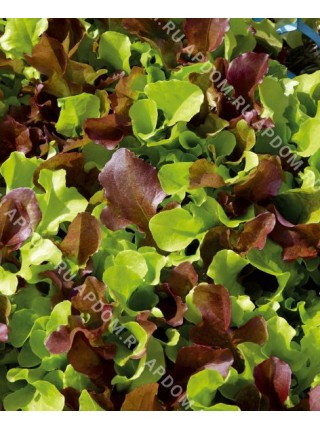 Салат листовой Цветные Змейки смесь